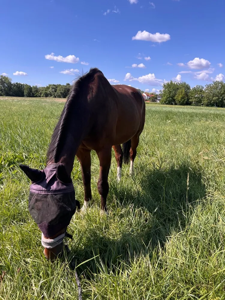 Pferd Letti beim Grasen auf der Weide